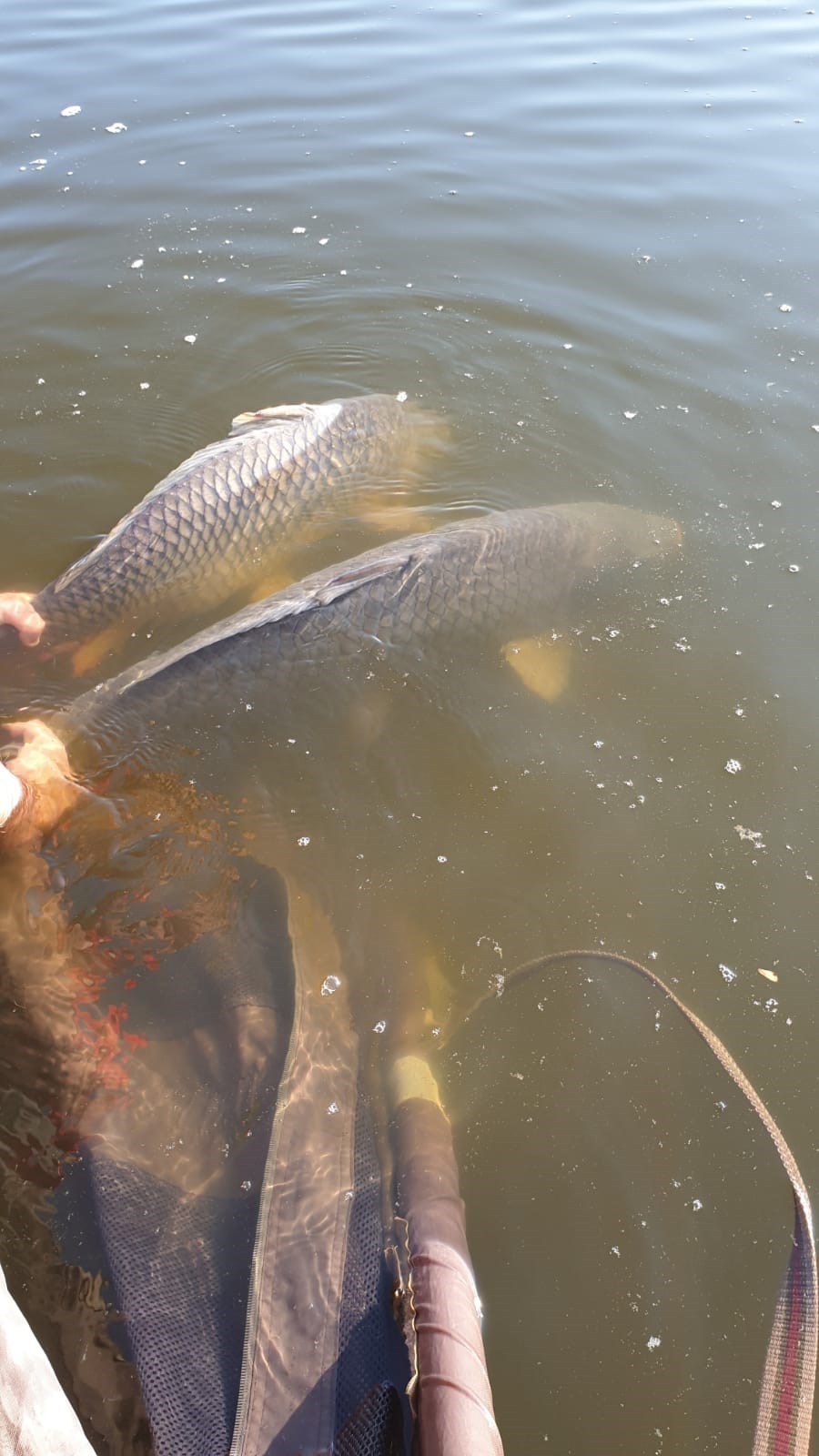 Tancabesti 22 - 25 iun. - Eliberarea